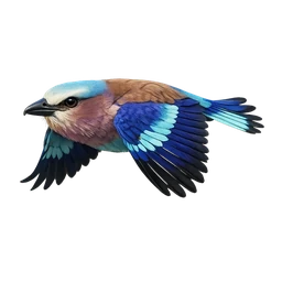 Indian Roller, in flight