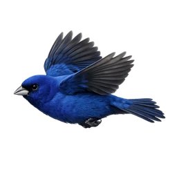 Indigo Bunting, in flight