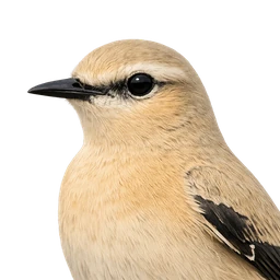 Isabelline Wheatear, profile