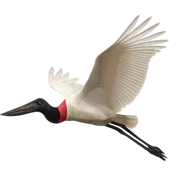 Jabiru, in flight