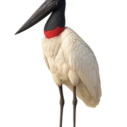 Jabiru, rustend, eerdere afbeelding (opent op volledige grootte)