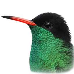 Jamaican Streamertail, profile