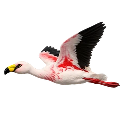 James’s Flamingo, in flight