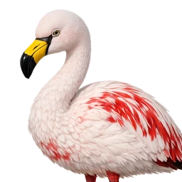 James’s Flamingo, profile