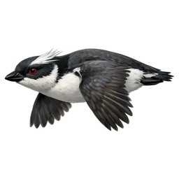 Japanese Murrelet, in flight