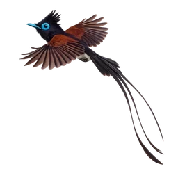 Japanese Paradise Flycatcher, in flight