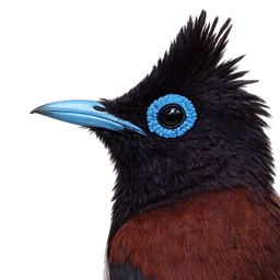 Japanese Paradise Flycatcher, profile