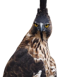 Javan Hawk-Eagle, profile