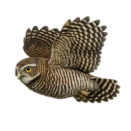 Jungle Owlet, in flight