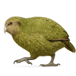 Kākāpō, in flight