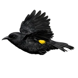 Kauaʻi ʻŌʻō, in flight