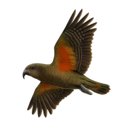Kea, in flight