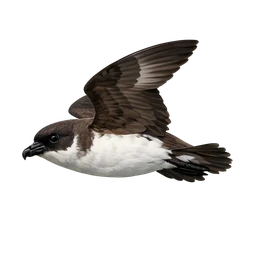 Kermadec Petrel, in flight