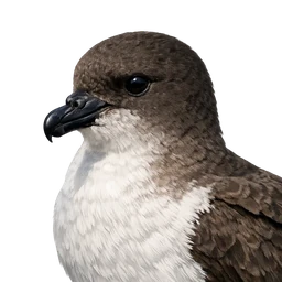 Kermadec Petrel, profile