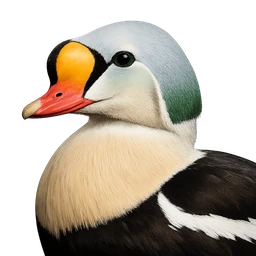 King Eider, profile