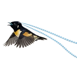 King-of-Saxony Bird-of-paradise, in flight