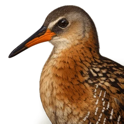 King Rail, profile