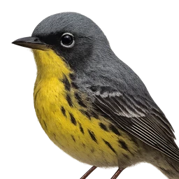 Kirtland’s Warbler, profile