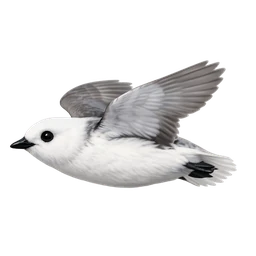 Kittlitz's Murrelet, in flight