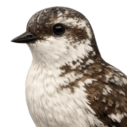 Kittlitz's Murrelet, profile