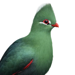 Knysna Turaco, profile