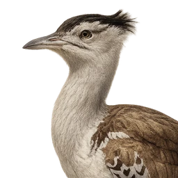 Kori Bustard, profile