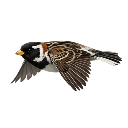 Lapland Longspur, in flight