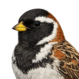 Lapland Longspur, profile