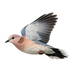 Laughing Dove, in flight