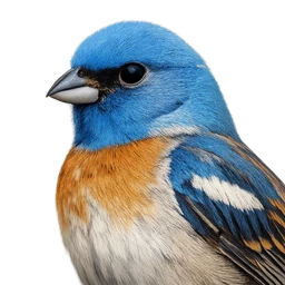 Lazuli Bunting, profile