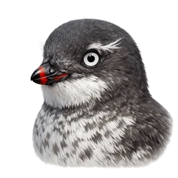 Least Auklet, profile