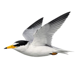 Least Tern, in flight