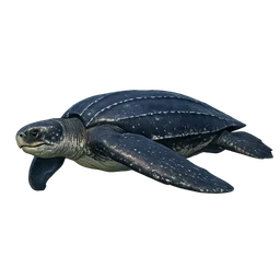 Leatherback Sea Turtle, in flight