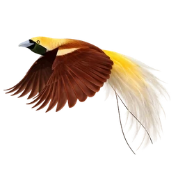 Lesser Bird-of-paradise, in flight