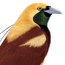 Lesser Bird-of-paradise, profile