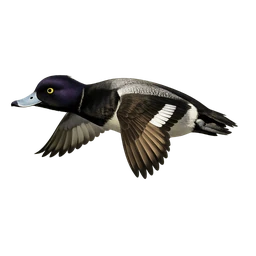 Lesser Scaup, in flight