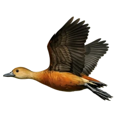 Lesser Whistling-Duck, in flight