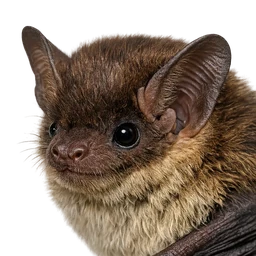 Little Brown Bat, profile