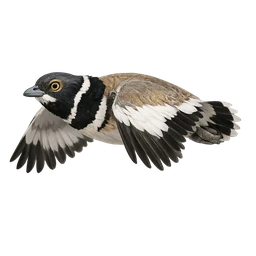 Little Bustard, in flight