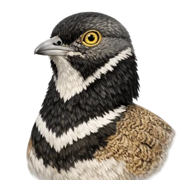 Little Bustard, profile