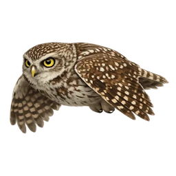 Little Owl, in flight