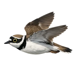Little Ringed Plover, in flight