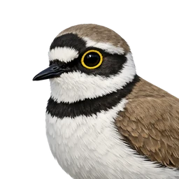 Little Ringed Plover, profile