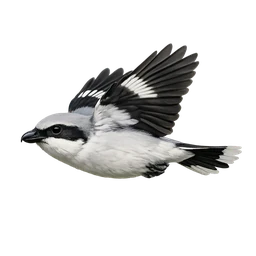 Loggerhead Shrike, in flight