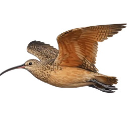 Long-billed Curlew, in flight