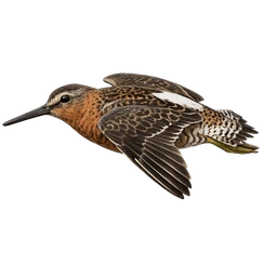 Long-billed Dowitcher, in flight