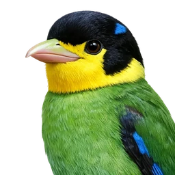 Long-tailed Broadbill, profile