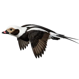 Long-tailed Duck, in flight