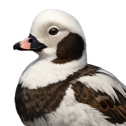 Long-tailed Duck, profile