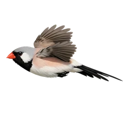 Long-tailed Finch, in flight